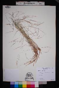 Aristida havardii image