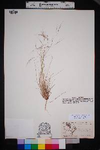 Aristida havardii image