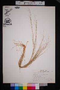 Aristida oligantha image