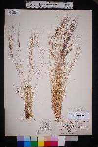 Aristida purpurea var. fendleriana image