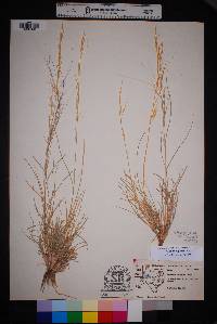 Aristida purpurea var. longiseta image