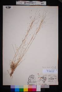 Aristida purpurea var. longiseta image