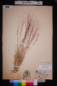 Aristida purpurea var. longiseta image