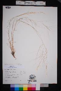 Aristida purpurea var. longiseta image