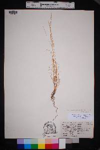 Aristida purpurea var. nealleyi image