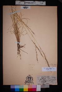 Aristida purpurea var. nealleyi image