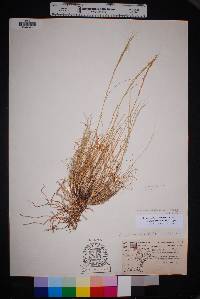 Aristida purpurea var. nealleyi image