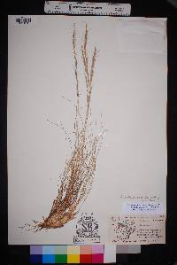 Aristida purpurea var. nealleyi image