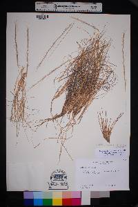 Aristida purpurea var. nealleyi image