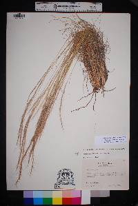 Aristida purpurea var. nealleyi image