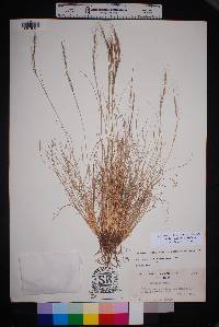 Aristida purpurea var. nealleyi image