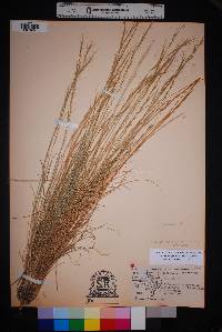 Aristida purpurea var. nealleyi image