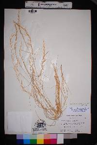 Aristida purpurea var. nealleyi image