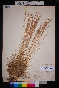 Aristida purpurea var. nealleyi image