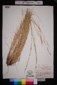 Aristida purpurea var. nealleyi image