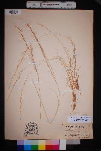 Aristida purpurea var. nealleyi image