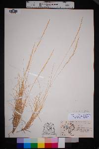 Aristida purpurea var. nealleyi image