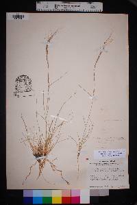 Aristida purpurea var. nealleyi image