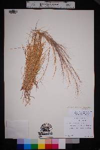 Aristida purpurea var. nealleyi image