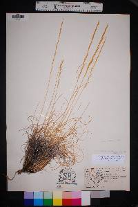 Aristida purpurea var. nealleyi image