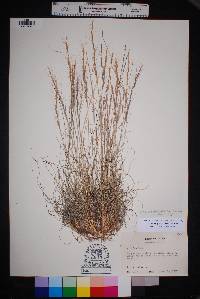 Aristida purpurea var. nealleyi image