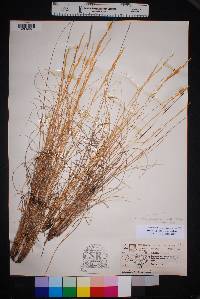 Aristida purpurea var. nealleyi image