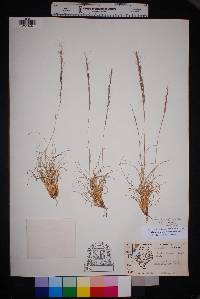 Aristida purpurea var. nealleyi image