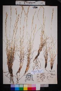 Aristida purpurea var. nealleyi image