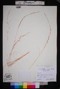 Aristida purpurea var. nealleyi image