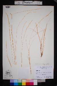 Aristida purpurea var. nealleyi image