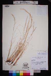 Aristida purpurea var. nealleyi image