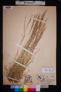 Aristida purpurea var. nealleyi image