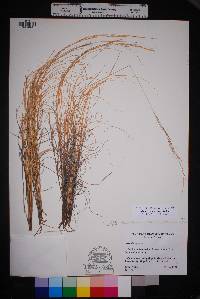 Aristida purpurea var. nealleyi image