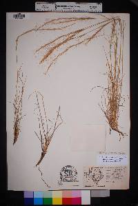 Aristida purpurea var. nealleyi image