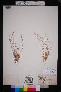 Aristida purpurea var. nealleyi image