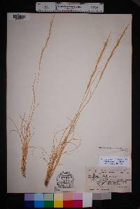 Aristida purpurea var. nealleyi image