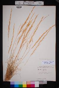 Aristida purpurea var. nealleyi image