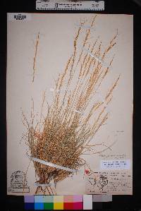 Aristida purpurea var. nealleyi image