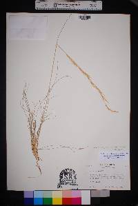 Aristida purpurea var. nealleyi image