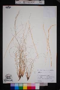 Aristida purpurea var. nealleyi image