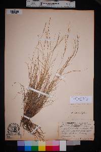 Aristida purpurea var. nealleyi image