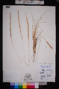 Aristida purpurea var. nealleyi image