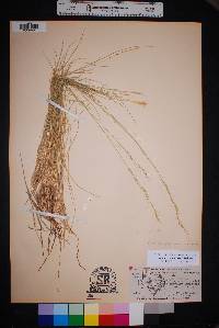 Aristida purpurea var. nealleyi image