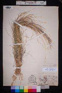 Aristida purpurea var. nealleyi image