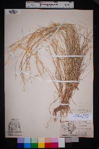 Aristida purpurea var. nealleyi image