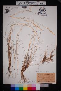 Aristida purpurea var. nealleyi image