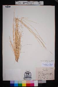 Aristida purpurea var. nealleyi image