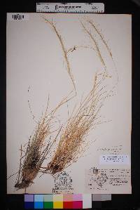 Aristida purpurea var. nealleyi image