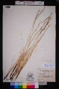 Aristida purpurea var. nealleyi image