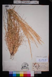 Aristida purpurea var. nealleyi image